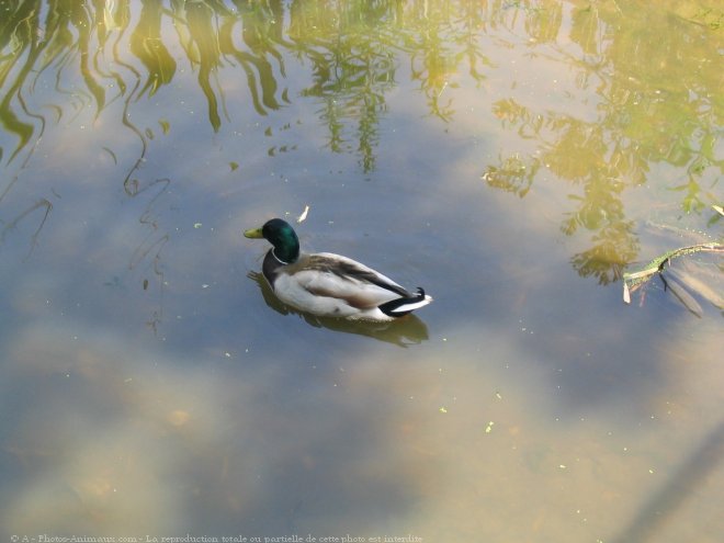 Photo de Canard colvert