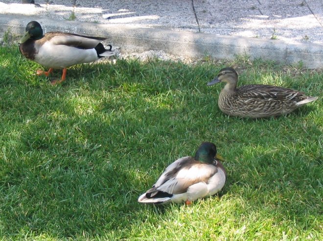 Photo de Canard colvert