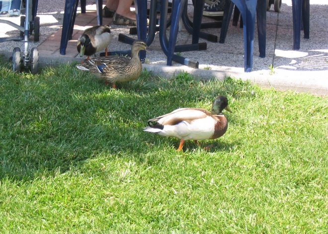 Photo de Canard colvert