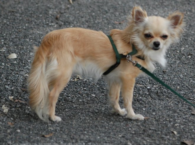 Photo de Chihuahua  poil long