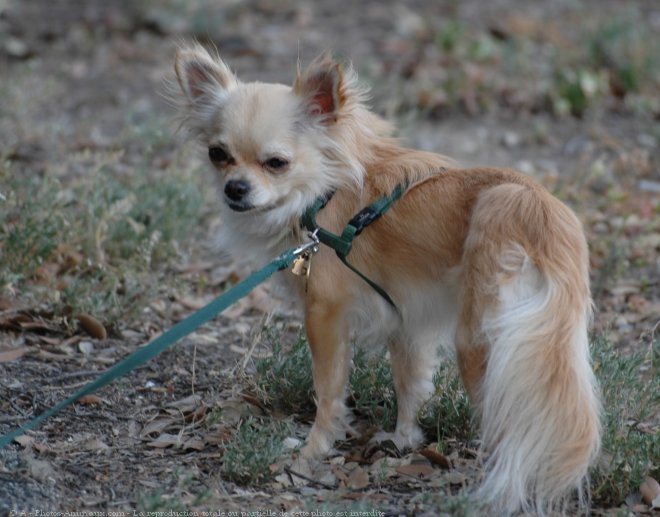 Photo de Chihuahua  poil long