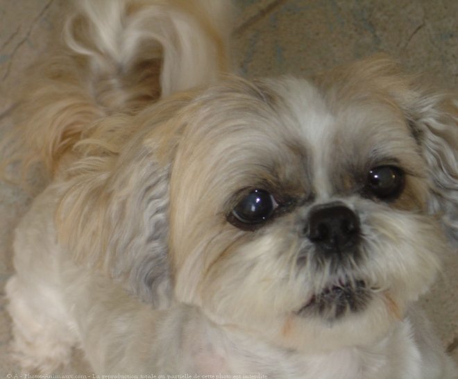 Photo de Shih tzu