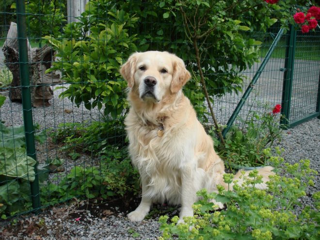 Photo de Golden retriever