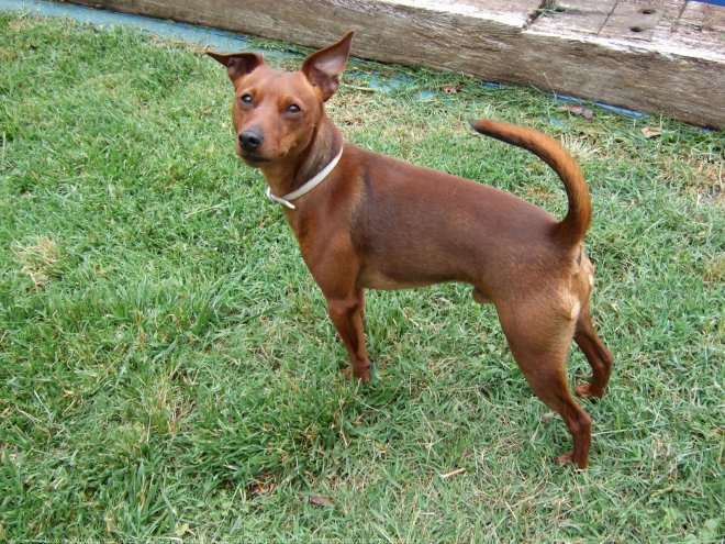 Photo de Pinscher nain