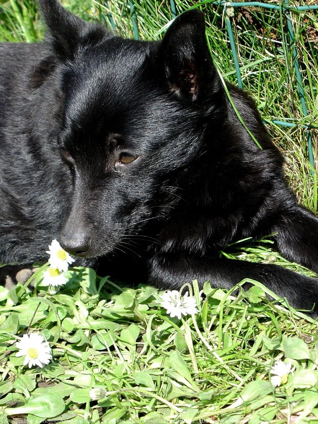 Photo de Schipperke