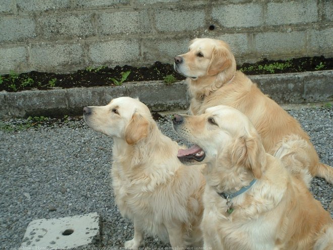 Photo de Golden retriever