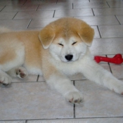 Photo d'Akita inu