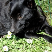 Photo de Schipperke