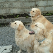 Photo de Golden retriever