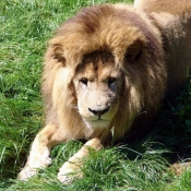 Photo de Lion