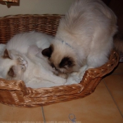 Photo de Ragdoll