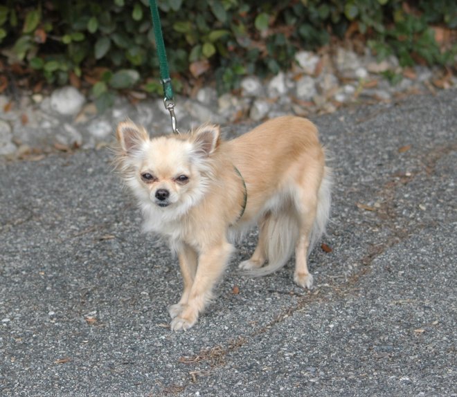 Photo de Chihuahua  poil long