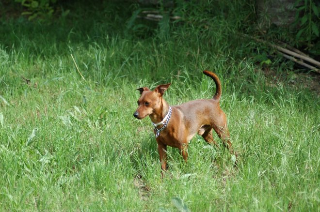 Photo de Pinscher nain