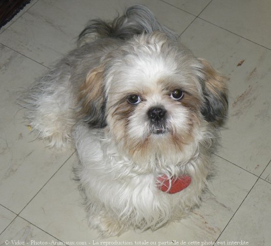 Photo de Shih tzu