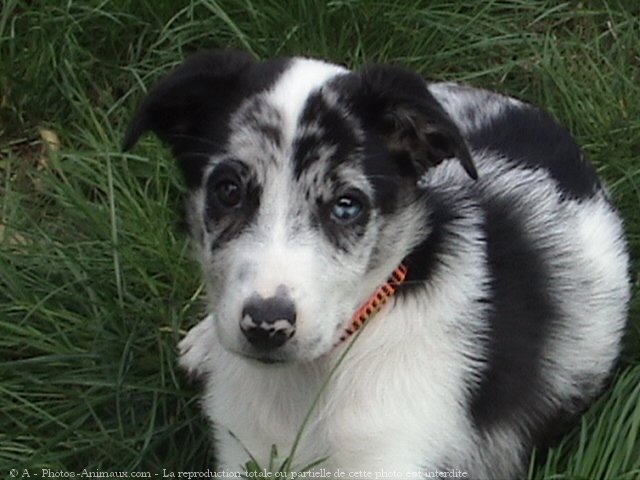 Photo de Border collie