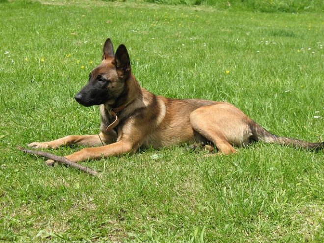 Photo de Berger belge malinois