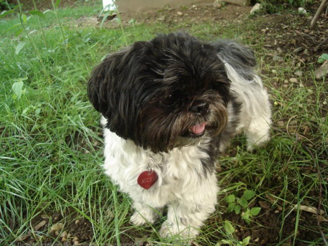 Photo de Shih tzu