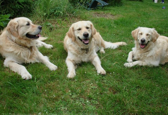 Photo de Golden retriever