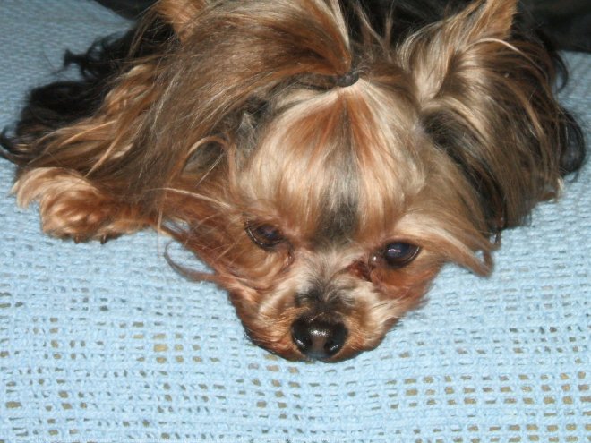 Photo de Yorkshire terrier