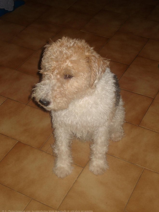 Photo de Fox terrier  poil dur