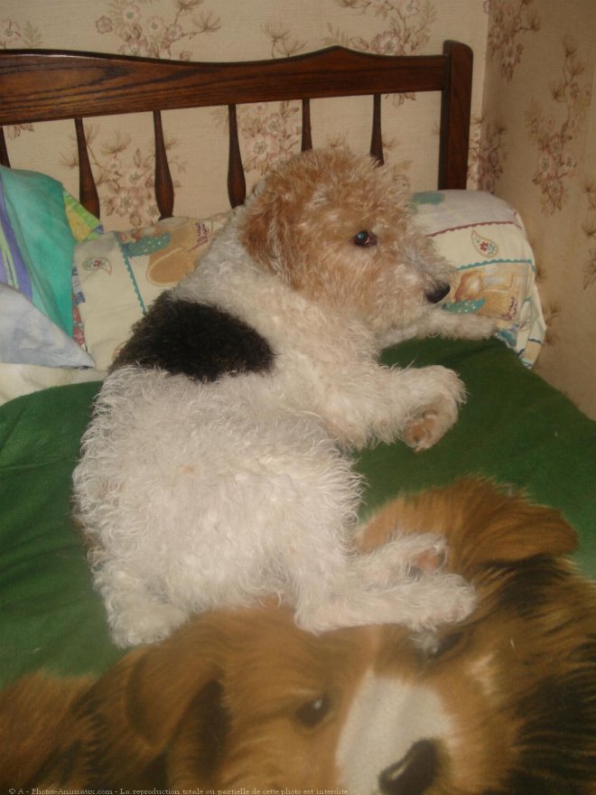 Photo de Fox terrier  poil dur