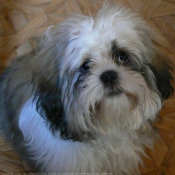 Photo de Shih tzu