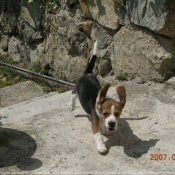 Photo de Beagle