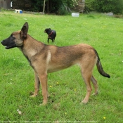 Photo de Berger belge malinois