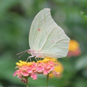 Photo de Papillon