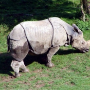 Photo de Rhinocros