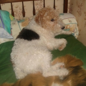 Photo de Fox terrier  poil dur