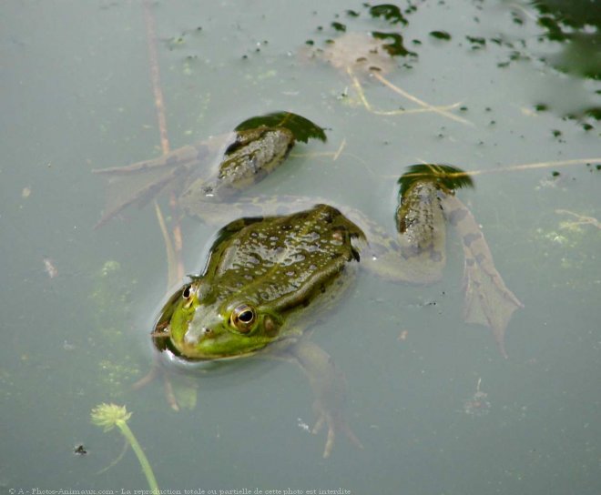 Photo de Grenouille