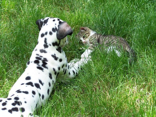 Photo de Dalmatien