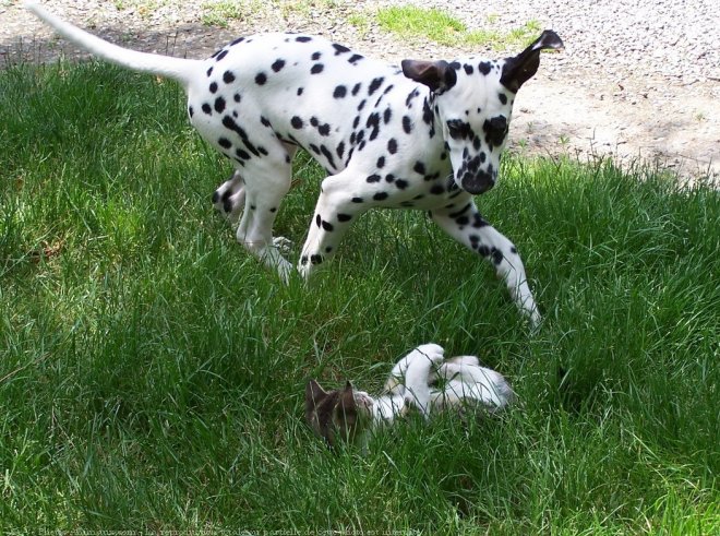 Photo de Dalmatien