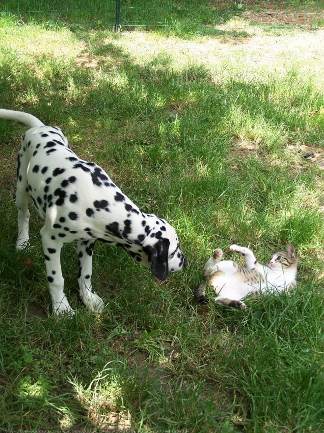 Photo de Dalmatien