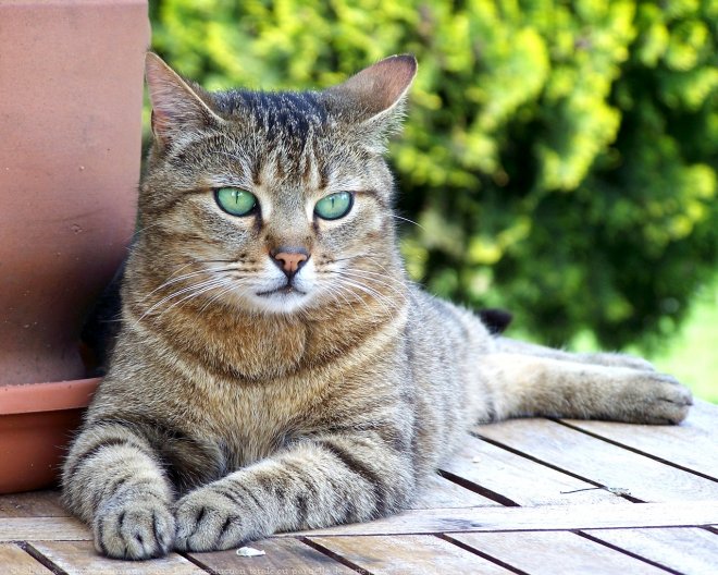 Photo de Chat domestique