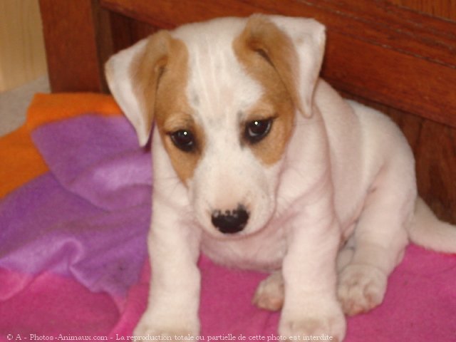 Photo de Jack russell terrier