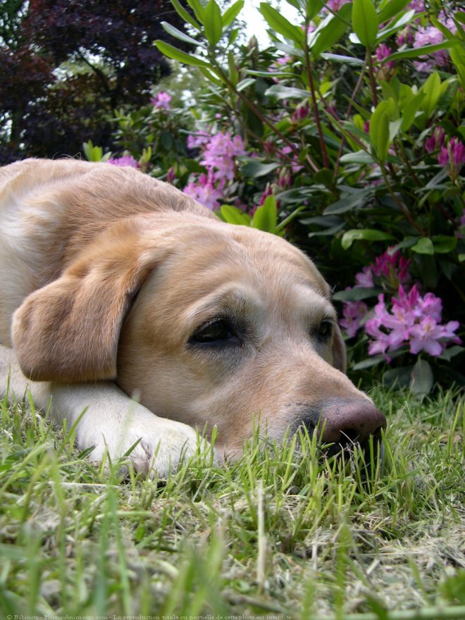 Photo de Labrador retriever