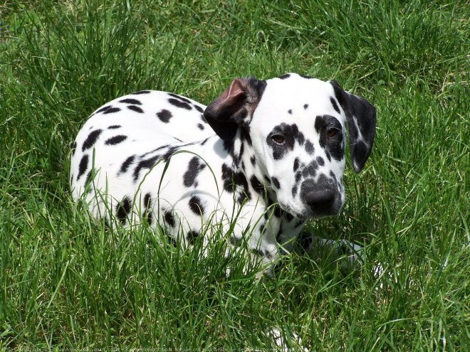 Photo de Dalmatien