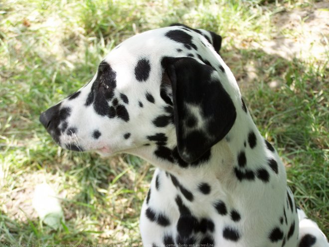 Photo de Dalmatien