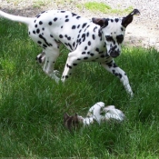 Photo de Dalmatien