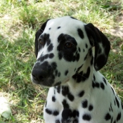 Photo de Dalmatien