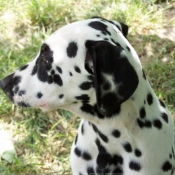 Photo de Dalmatien