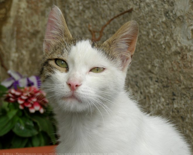 Photo de Chat domestique