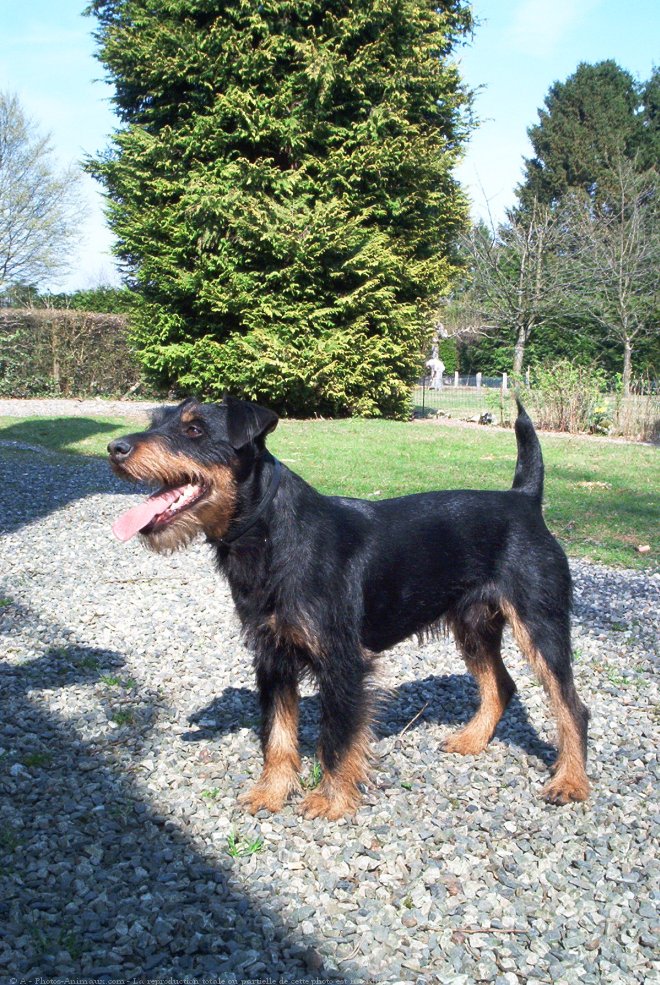 Photo de Jagdterrier allemand