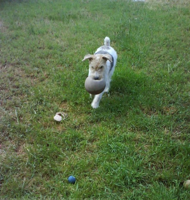 Photo de Fox terrier  poil dur