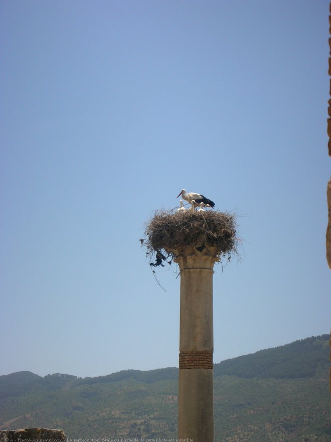 Photo de Cigogne