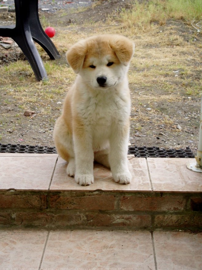 Photo d'Akita inu