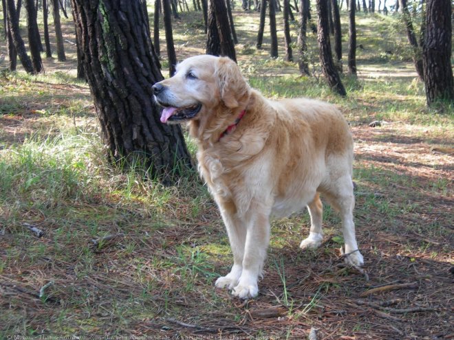 Photo de Golden retriever