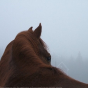 Photo de Quarter horse